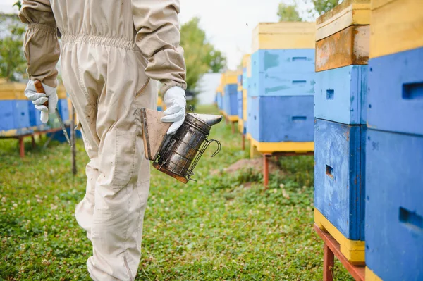 Пчеловод Работает Пчелами Ульями Пасеке Пчелы Сотах Рамки Пчелиного Улья — стоковое фото