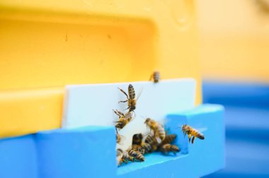 Arıcılık, arıcılık, uçuşan arıcılık.