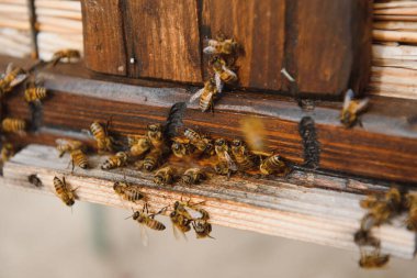Uçan arılara yaklaş. Tahta arı kovanı ve arılar