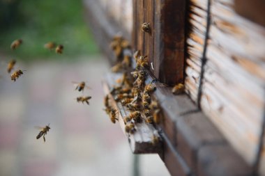 Arıların çoğu çiçek nektarı ve çiçek poleniyle arı kovanına girip çıkıyor. Çiçeklerden nektar toplayan arı sürüsü. Sağlıklı organik çiftlik balı