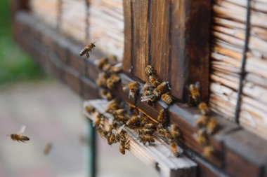 Uçan arılara yaklaş. Tahta arı kovanı ve arılar