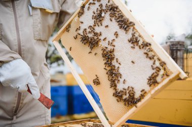 Arıcılık, arıcılık, uçuşan arıcılık.