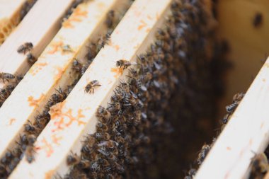 Bal arılarının oturduğu çerçeveleri gösteren açık kovan gövdesinin yakın görüntüsü.