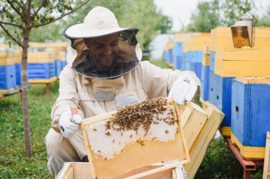 Arı yetiştiricisi bal topluyor. Arıcılık konsepti