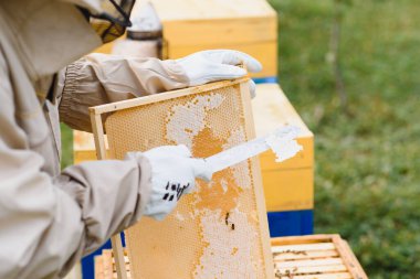 Arı yetiştiricisi yaz günü arıcıda bal peteği çerçevesini inceliyor. Arı kovanında çalışan bir adam. Apiculture. Arıcılık konsepti.