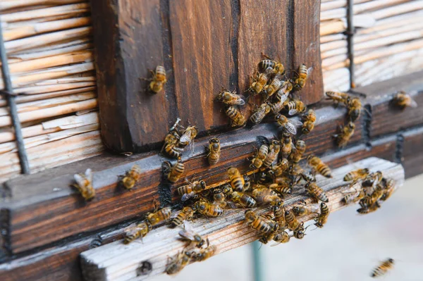 Arıların çoğu çiçek nektarı ve çiçek poleniyle arı kovanına girip çıkıyor. Çiçeklerden nektar toplayan arı sürüsü. Sağlıklı organik çiftlik balı