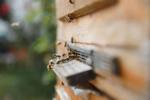 Sluiten Van Vliegende Bijen Houten Bijenkorf Bijen — Stockfoto