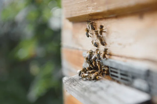 Zamknij Latające Pszczoły Drewniany Pszczoły — Zdjęcie stockowe