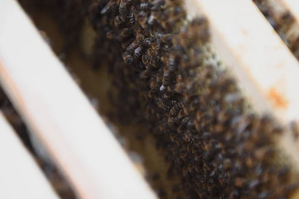 Close Zicht Geopende Korf Lichaam Toont Frames Bevolkt Door Honingbijen — Stockfoto