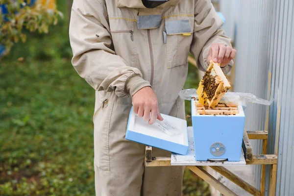 Apicultor Sosteniendo Pequeño Núcleo Con Una Joven Abeja Reina Cría — Foto de Stock