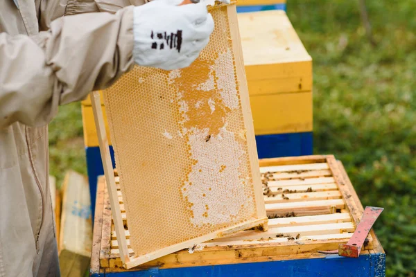Пчеловодство Пчеловод Работе Пчелы Полете — стоковое фото