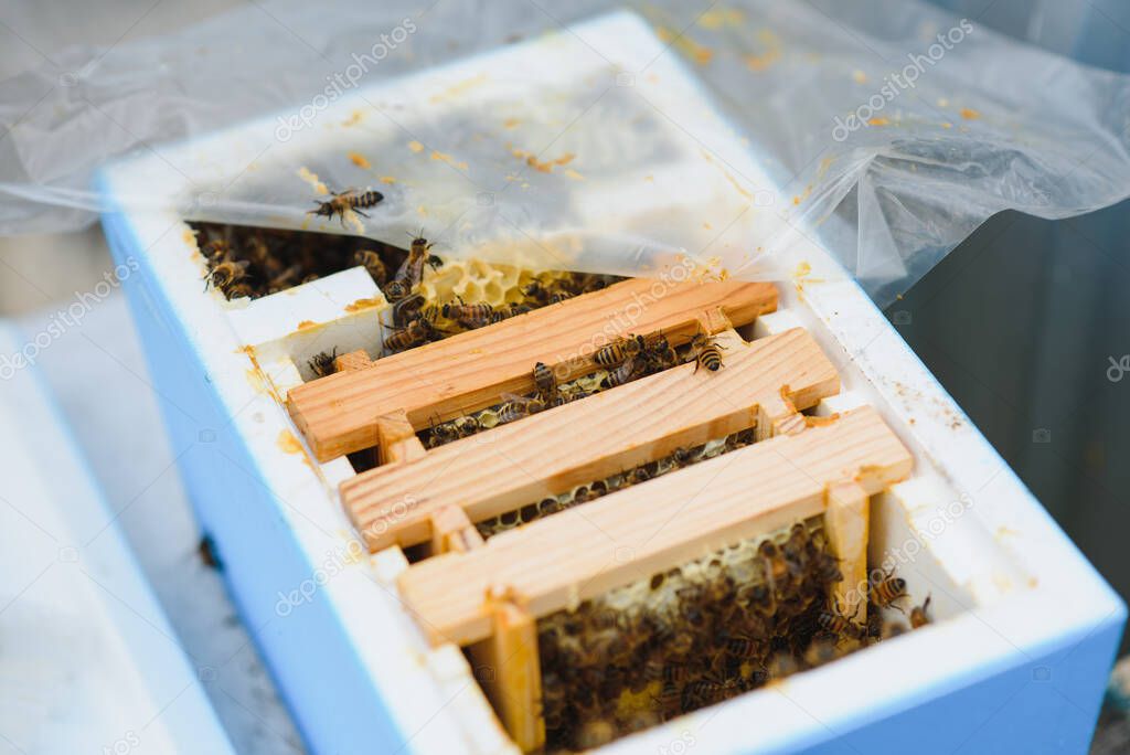 Beekeeper holding a small Nucleus with a young queen bee. Breeding of queen bees. Beeholes with honeycombs. Preparation for artificial insemination bees. Natural economy. Queen Bee Cages.