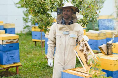 Arı yetiştiricisi bal topluyor. Arıcılık konsepti