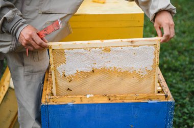 Arı yetiştiricisi bal topluyor. Arıcılık konsepti