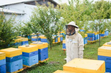 Arı yetiştiricisi arılarla ve arı kovanlarıyla çalışıyor. Arılar bal peteğinde. Arı kovanının çerçeveleri. Arıcılık. - Tatlım. Sağlıklı yiyecekler. Doğal ürünler