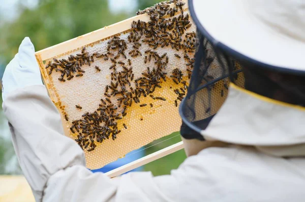 Imker Inspecteert Het Honingraatframe Bij Bijenstal Zomerdag Een Man Die — Stockfoto