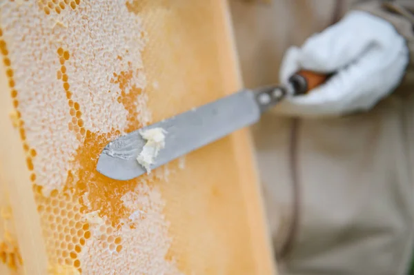 养蜂人的工作收集蜂蜜 养蜂业概念 — 图库照片
