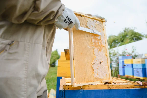 Bijenteelt Imker Het Werk Bijen Vlucht — Stockfoto