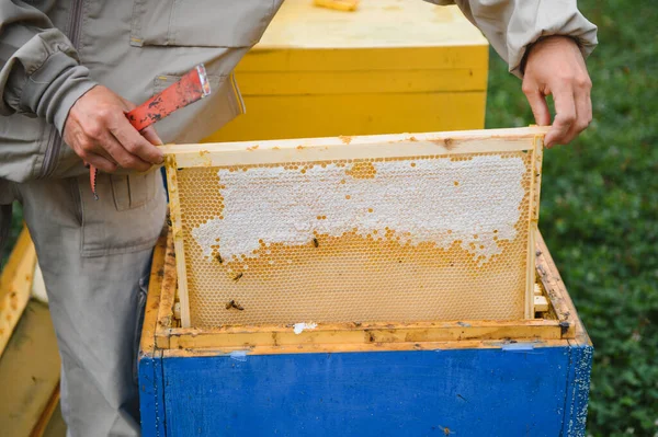 Imker Die Werkt Verzamelt Honing Bijenteeltconcept — Stockfoto