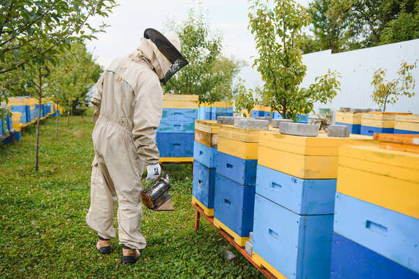 Beekeeper is working with bees and beehives on the apiary. Beekeeping concept.