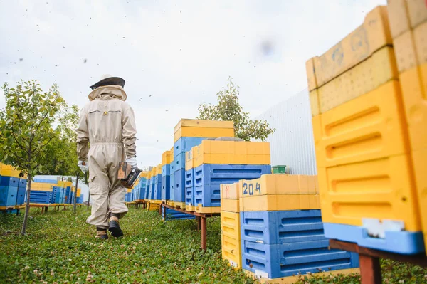 Imker Arbeitet Mit Bienen Und Bienenstöcken Auf Dem Bienenstock Imkerkonzept — Stockfoto