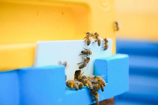 Veel Bijen Keren Terug Naar Bijenkorf Gaan Bijenkorf Binnen Met — Stockfoto