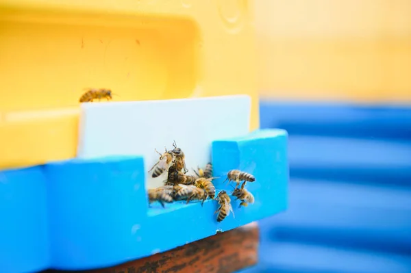 Nahaufnahme Von Fliegenden Bienen Bienenstock Aus Holz Und Bienen — Stockfoto