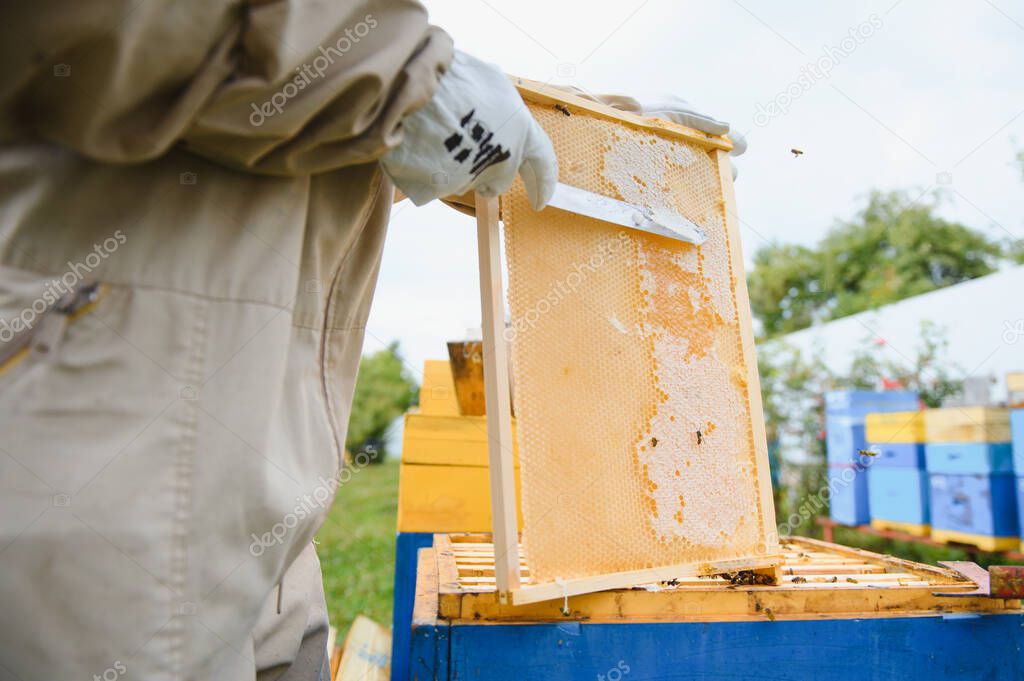 Beekeeping, beekeeper at work, bees in flight