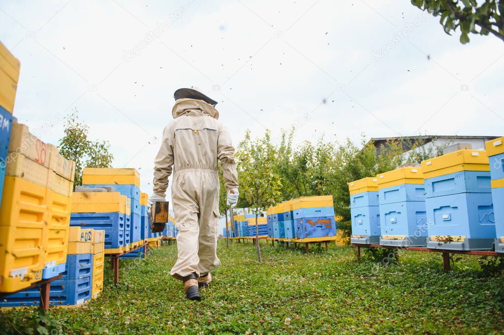 Beekeeper is working with bees and beehives on apiary. Bees on honeycomb. Frames of bee hive. Beekeeping. Honey. Healthy food. Natural products