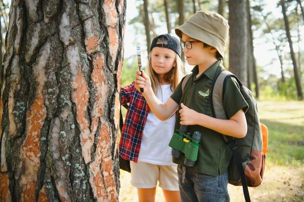 kids scouts in the forest
