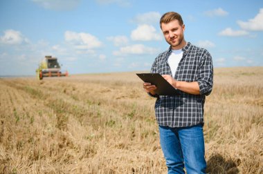 Farmer In Wheat Field Inspecting Crop. Farmer in wheat field with harvester.
