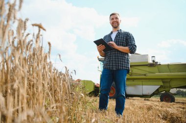 Farmer In Wheat Field Inspecting Crop. Farmer in wheat field with harvester.