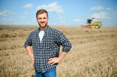 Farmer In Wheat Field Inspecting Crop. Farmer in wheat field with harvester.