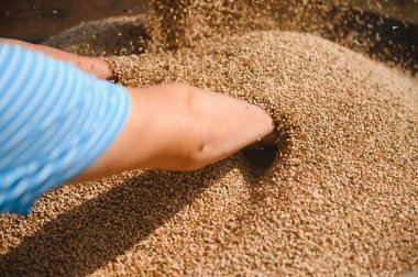 Hasat sırasında traktör römorkunu tahılla dolduran hasatçının yakın görüntüsü