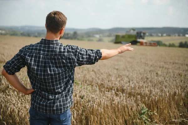 Farmer In Wheat Field Inspecting Crop. Farmer in wheat field with harvester.