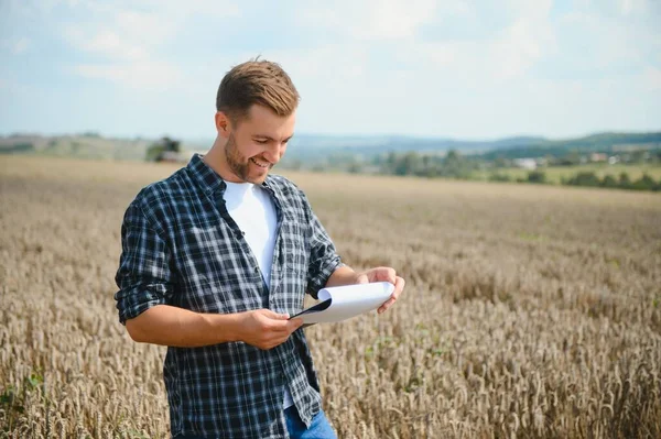 Farmer In Wheat Field Inspecting Crop. Farmer in wheat field with harvester.