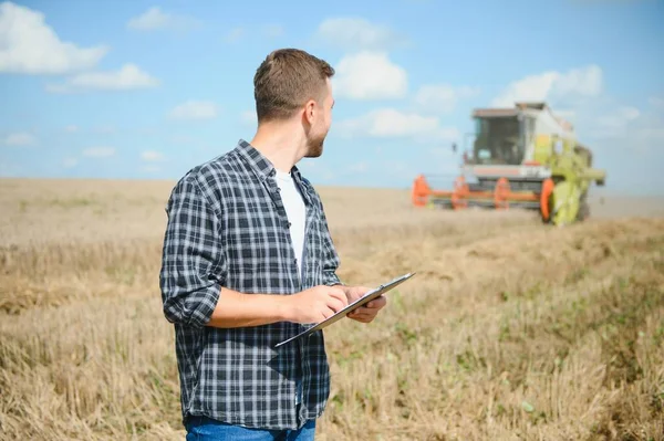 Farmer In Wheat Field Inspecting Crop. Farmer in wheat field with harvester.