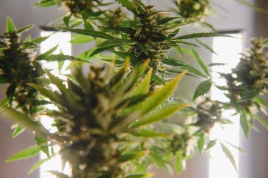 Cannabis plant panorama. Marijuana flowers and leaves