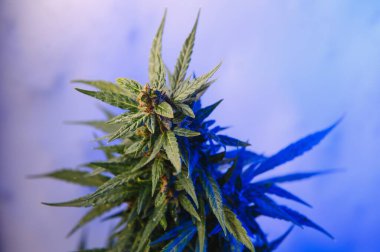 Kenevir tomurcuğu serada satival, marihuana çiçeği tomurcuğu arka planda bitkisel ilaç.