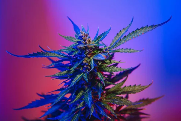 Marijuana medicinal plant in light pastel colors. A hemp bush with a creamy pink purple light and a blue-green tint. Fresh new look art style of alternative medicinal marijuanna in fluorescent light