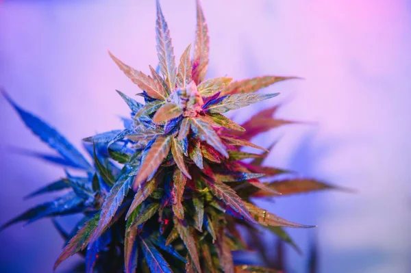 Deep purple Cannabis plant. Marijuana flower. Medical Marijuana in violet neon light on black background. Aesthetic beautiful cannabis hemp.