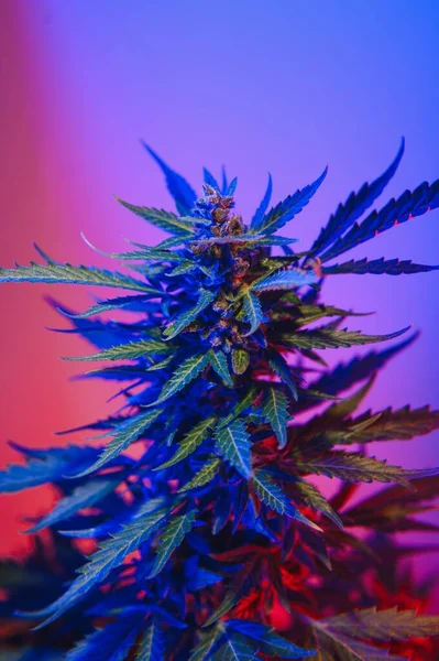 Marijuana medicinal plant in light pastel colors. A hemp bush with a creamy pink purple light and a blue-green tint. Fresh new look art style of alternative medicinal marijuanna in fluorescent light
