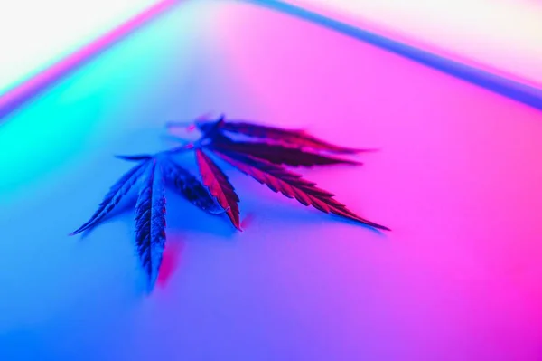 Cannabis leaf, Marijuana leaves isolated on colored background