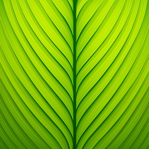 Зеленый лист
