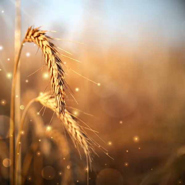 Portions de blé — Photo