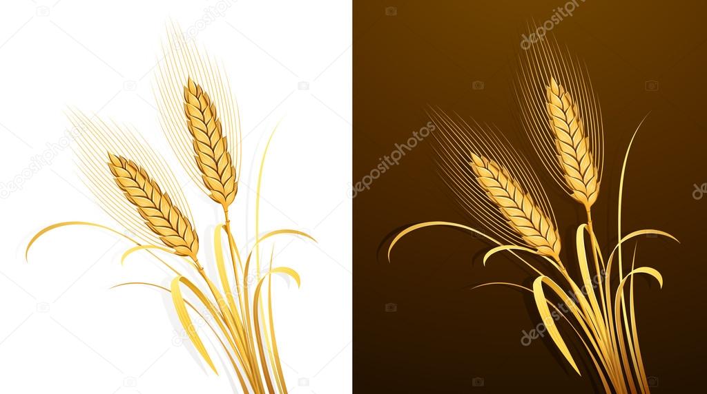 Wheat ears