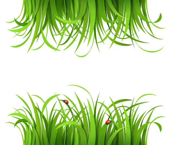Зелена трава з сонечками — стоковий вектор