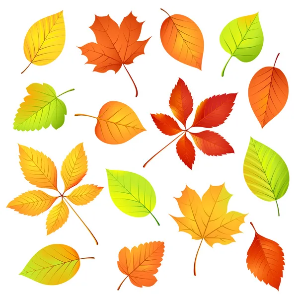 Hojas de otoño — Vector de stock