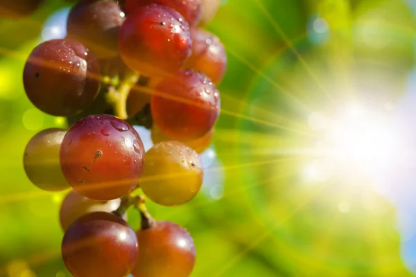 Солнечный виноград — стоковое фото