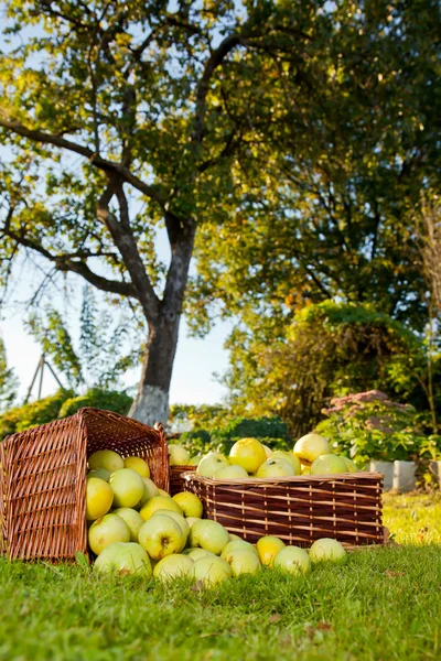 Manzanas verdes — Foto de Stock